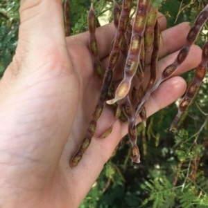 Acacia mearnsii at Red Hill, ACT - 19 Dec 2020