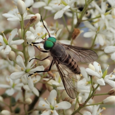 Ectenopsis sp. (March fly) at Cook, ACT - 23 Dec 2020 by CathB