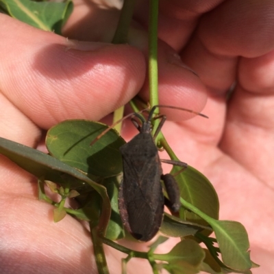 Amorbus sp. (genus) (Eucalyptus Tip bug) at Symonston, ACT - 19 Dec 2020 by Tapirlord