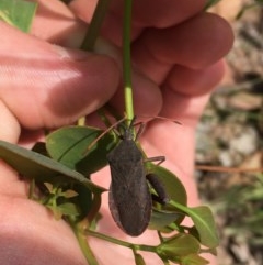 Amorbus sp. (genus) at Symonston, ACT - 19 Dec 2020