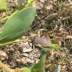 Amorbus sp. (genus) at Symonston, ACT - 19 Dec 2020