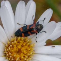 Castiarina helmsi (A jewel beetle) at Cotter River, ACT - 23 Dec 2020 by DPRees125