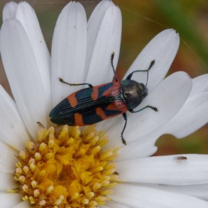 Castiarina helmsi at Cotter River, ACT - 23 Dec 2020