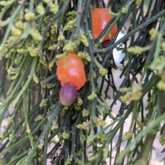 Exocarpos cupressiformis (Cherry Ballart) at Currawang, NSW - 23 Dec 2020 by camcols