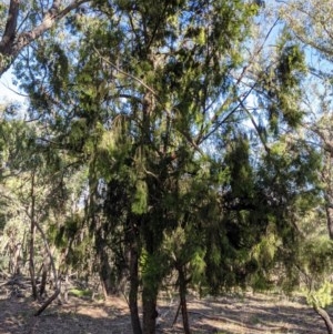 Exocarpos cupressiformis at Currawang, NSW - 23 Dec 2020