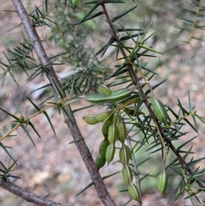 Acacia ulicifolia at Currawang, NSW - suppressed