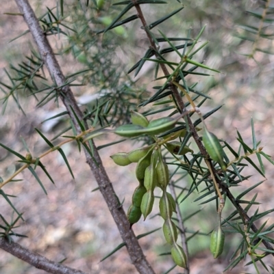 Acacia ulicifolia (Prickly Moses) at Currawang, NSW - 26 Dec 2020 by camcols