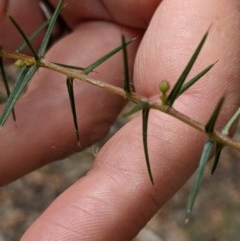 Acacia ulicifolia at Currawang, NSW - suppressed