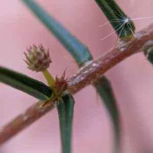 Acacia ulicifolia at Currawang, NSW - suppressed