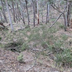 Acacia ulicifolia at Currawang, NSW - suppressed