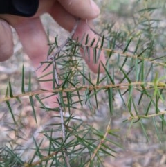 Acacia ulicifolia at Currawang, NSW - suppressed