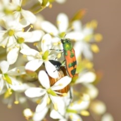 Castiarina hilaris at Wamboin, NSW - 25 Dec 2020