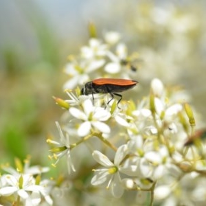 Castiarina erythroptera at Wamboin, NSW - 25 Dec 2020