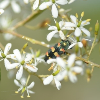 Castiarina sexplagiata (Jewel beetle) at Wamboin, NSW - 25 Dec 2020 by natureguy