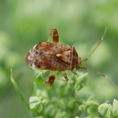 Miridae (family) (Unidentified plant bug) at Pearce, ACT - 26 Dec 2020 by Shell