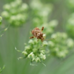 Miridae (family) at Pearce, ACT - 26 Dec 2020