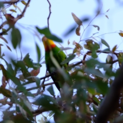 Polytelis swainsonii (Superb Parrot) at Florey, ACT - 26 Dec 2020 by Kurt