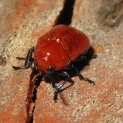 Aporocera (Aporocera) haematodes (A case bearing leaf beetle) at Macarthur, ACT - 26 Dec 2020 by RodDeb