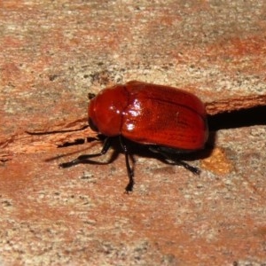 Aporocera (Aporocera) haematodes at Macarthur, ACT - 26 Dec 2020