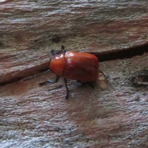 Aporocera (Aporocera) haematodes at Macarthur, ACT - 26 Dec 2020