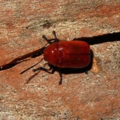 Aporocera (Aporocera) haematodes at Macarthur, ACT - 26 Dec 2020