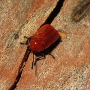 Aporocera (Aporocera) haematodes at Macarthur, ACT - 26 Dec 2020 06:36 PM