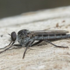 Cerdistus sp. (genus) (Slender Robber Fly) at Hackett, ACT - 25 Dec 2020 by TimL