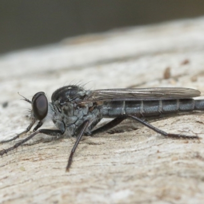 Cerdistus sp. (genus) (Slender Robber Fly) at Mount Majura - 25 Dec 2020 by TimL