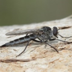 Cerdistus sp. (genus) at Hackett, ACT - 25 Dec 2020