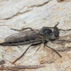 Cerdistus sp. (genus) at Hackett, ACT - 25 Dec 2020