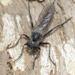 Cerdistus sp. (genus) at Hackett, ACT - 25 Dec 2020