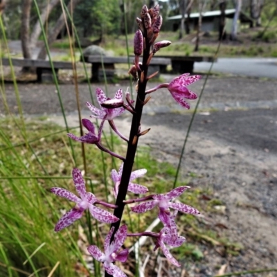 Dipodium punctatum (Blotched Hyacinth Orchid) at Tidbinbilla Nature Reserve - 26 Dec 2020 by JohnBundock