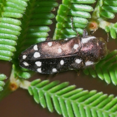 Diphucrania duodecimmaculata (12-spot jewel beetle) at QPRC LGA - 23 Dec 2020 by Harrisi
