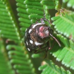 Diphucrania duodecimmaculata at Jerrabomberra, NSW - 23 Dec 2020