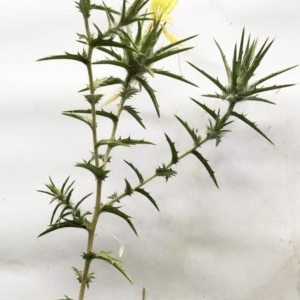 Carthamus lanatus at Hughes, ACT - 26 Dec 2020