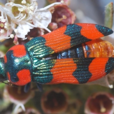 Castiarina flavosignata (A jewel beetle) at Downer, ACT - 22 Dec 2020 by Harrisi