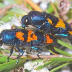 Castiarina klugii (Jewel beetle) at Black Mountain - 24 Dec 2020 by Harrisi