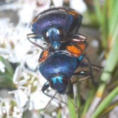 Castiarina klugii at Downer, ACT - 24 Dec 2020 11:40 PM