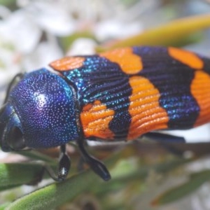 Castiarina klugii at Downer, ACT - 24 Dec 2020