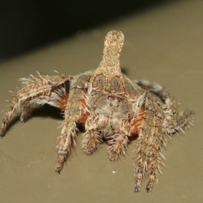 Dolophones turrigera (Turret spider) at Acton, ACT - 18 Dec 2020 by TimL