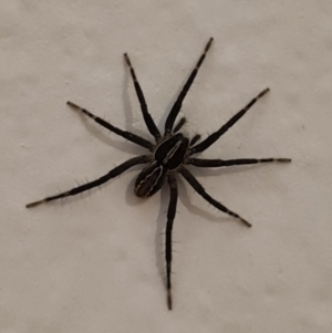 Pisauridae (family) at Molonglo Valley, ACT - 26 Dec 2020