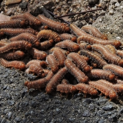 Perginae sp. (subfamily) (Unidentified pergine sawfly) at Tidbinbilla Nature Reserve - 26 Dec 2020 by JohnBundock