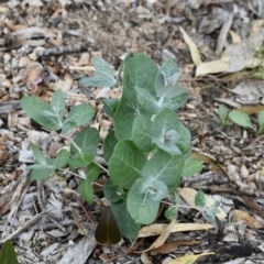 Eucalyptus globulus subsp. bicostata (Southern Blue Gum, Eurabbie) at Weston, ACT - 4 Dec 2020 by AliceH