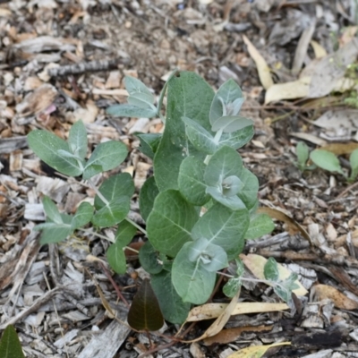 Eucalyptus bicostata (Southern Blue Gum, Eurabbie) at Weston, ACT - 4 Dec 2020 by AliceH