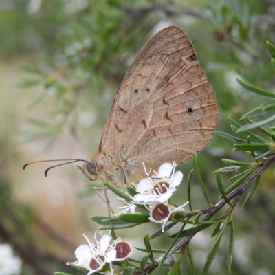 Heteronympha merope (Common Brown Butterfly) at Mount Taylor - 25 Dec 2020 by MatthewFrawley