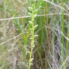 Microtis sp. (Onion Orchid) at Black Mountain - 26 Dec 2020 by ClubFED