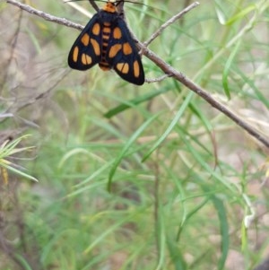 Amata (genus) at Acton, ACT - 26 Dec 2020