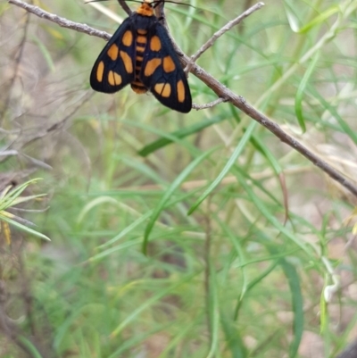 Amata (genus) (Handmaiden Moth) at Black Mountain - 26 Dec 2020 by ClubFED