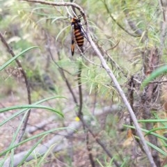 Amata (genus) at Acton, ACT - 26 Dec 2020