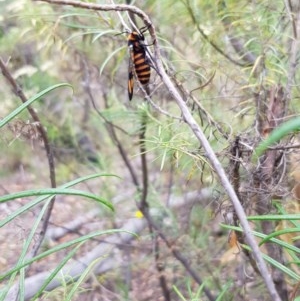 Amata (genus) at Acton, ACT - 26 Dec 2020